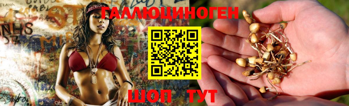 Галлюциногенные грибы Psilocybe Озёрск